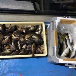 ヤザワ渡船 釣果