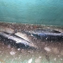 渡船屋たにぐち 釣果