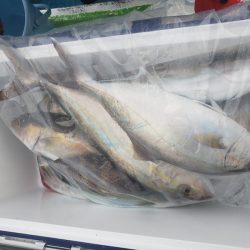 丸万釣船 釣果