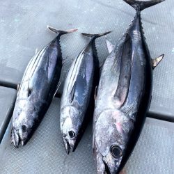 渡船屋たにぐち 釣果