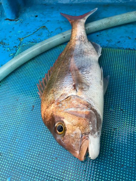 太平丸 釣果