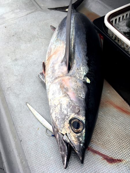 渡船屋たにぐち 釣果