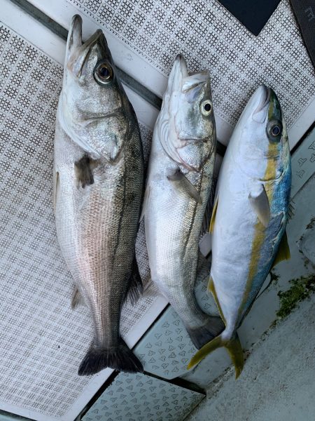 さくら丸 釣果