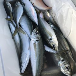 もと明丸 釣果