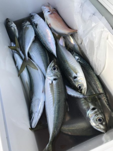 もと明丸 釣果