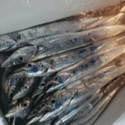 舵丸 釣果