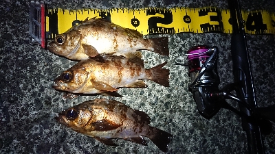 短時間メバリング 京都府 宮津東部 メバリング メバル 陸っぱり 釣り 魚釣り 釣果情報サイト カンパリ