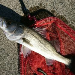 真っ昼間のデイシーバス釣行！！