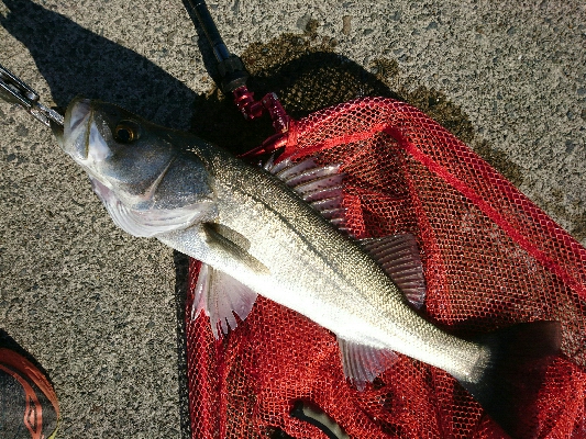 真っ昼間のデイシーバス釣行！！