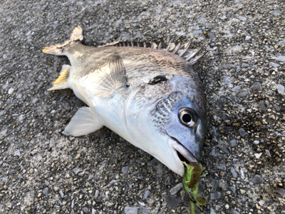 もっと釣りたい