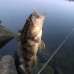 久々のエビ撒き釣り