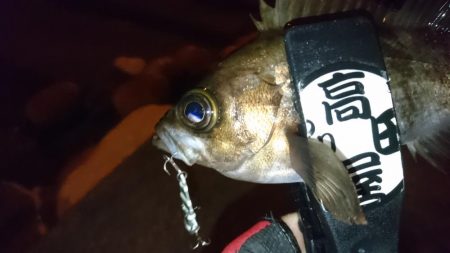 ジグパラメバリング 兵庫県 瀬戸内海側 東二見 ショアジギング メバル 陸っぱり 釣り 魚釣り 釣果情報サイト カンパリ