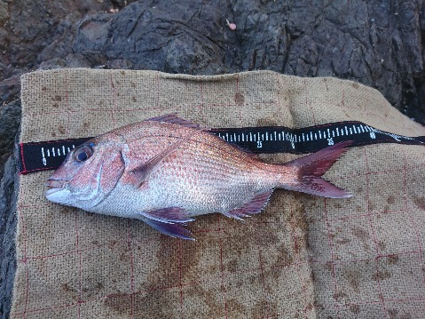 方座浦で磯釣り