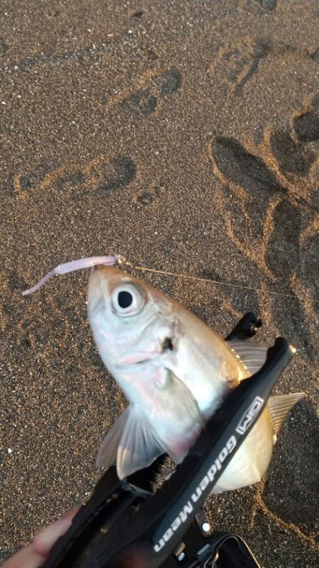 サーフアジング 新潟 柿崎 上下浜 アジング アジ 陸っぱり 釣り 魚釣り 釣果情報サイト カンパリ
