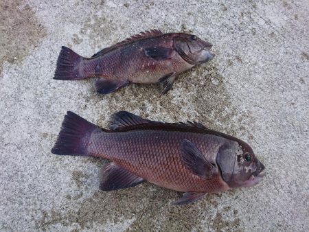 またまた、カンダイが釣れました