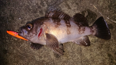 ちょこっとメバリング