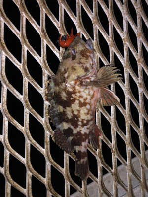 渋め小島養魚場