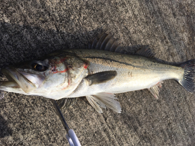 狙うと釣れないやつ