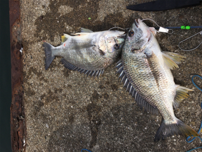 エビで鯛を釣る