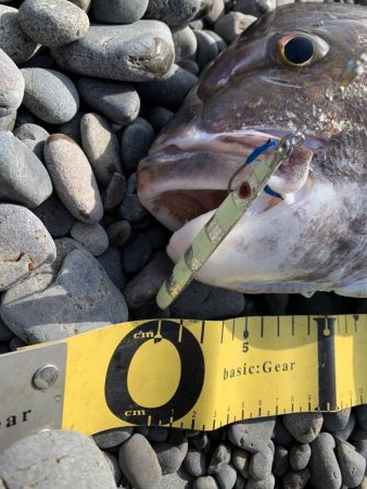 ショアジギング  で巨大な真鯛78センチ5.0キロ