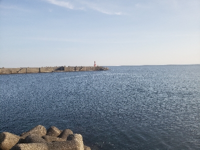 ようやく魚の姿が見れた