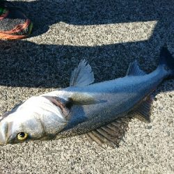 真っ昼間のデイシーバス釣行！！