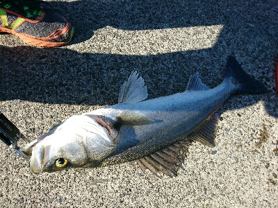 真っ昼間のデイシーバス釣行！！