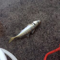 良形のアジが浮き釣りやアジングで釣れます