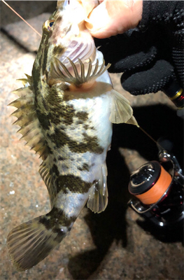 とある爆風の夜のタケノコ狩り