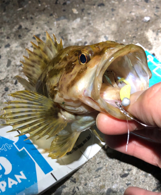 とある浅場のダブルヒット