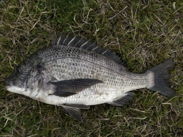 イチノ兄弟、釣果！