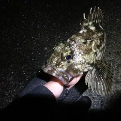 南港へち釣行 （2020/03/02 南港ヘチ釣り　真チヌ（43.5cm）ガシラ 釣果有り）