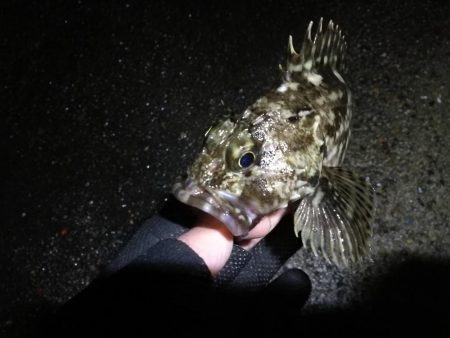 南港へち釣行 （2020/03/02 南港ヘチ釣り　真チヌ（43.5cm）ガシラ 釣果有り）