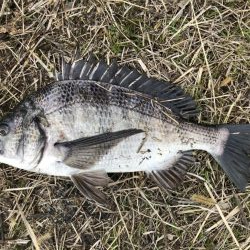 イチノ兄弟、釣果！