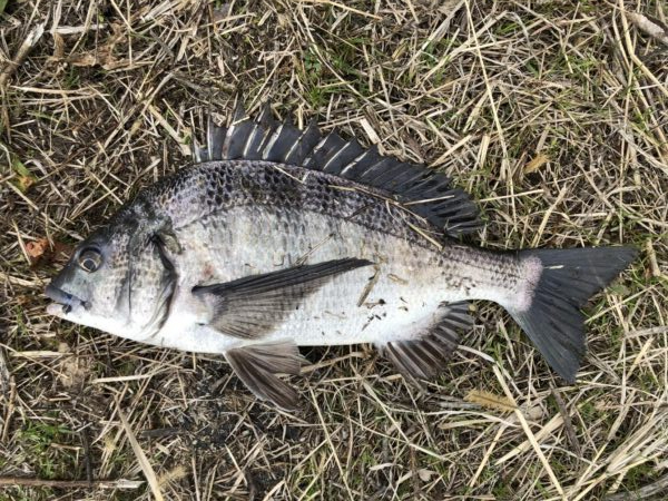 イチノ兄弟、釣果！