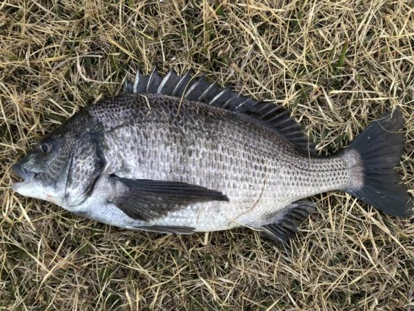 イチノ兄弟、釣果！