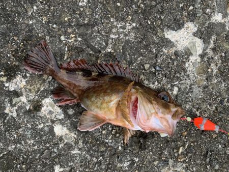 和歌浦でガシラ狙い