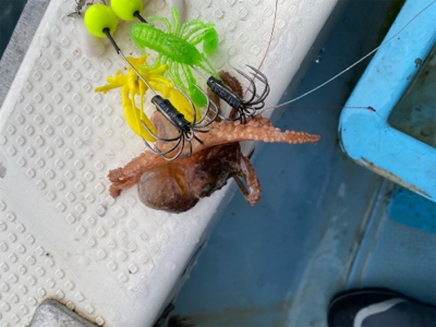 タコ釣り　　釣船きもと