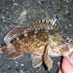 メバルにガシラに良型続き！