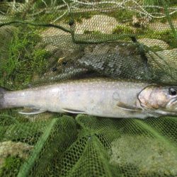 地元の渓谷にて、尺手前の岩魚