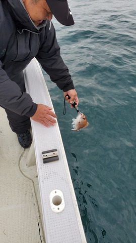 遊漁船　ニライカナイ 釣果