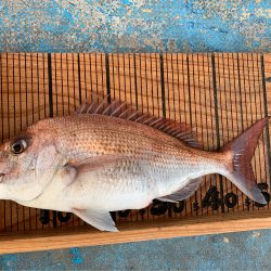 幸吉丸 釣果