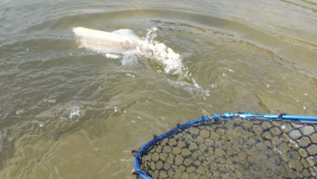 フィッシングレイクたかみや 釣果