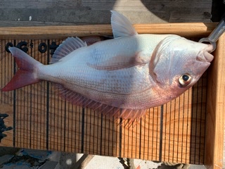 幸吉丸 釣果