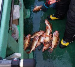 恵陽丸 釣果