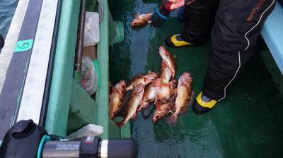 恵陽丸 釣果