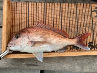 幸吉丸 釣果