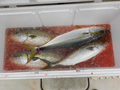 釣船　キティ 釣果