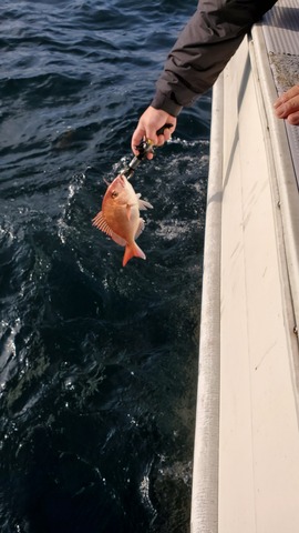 遊漁船　ニライカナイ 釣果