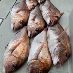 海峰 釣果